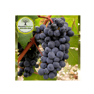 خرید نهال انگور کابرنت