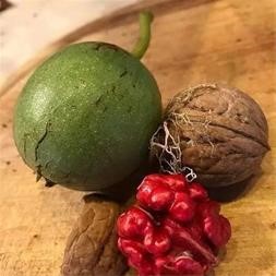 نهال گردو قرمز (توسرخ) 