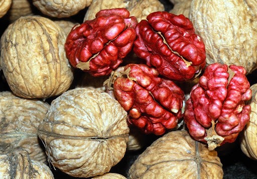 کاشت نهال گردو قرمز (توسرخ) 