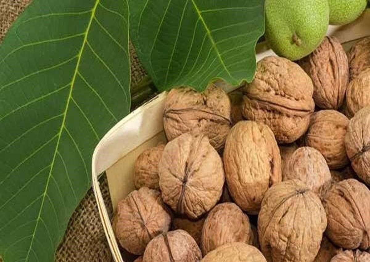 نهال گردو ژنوتیپ برتر