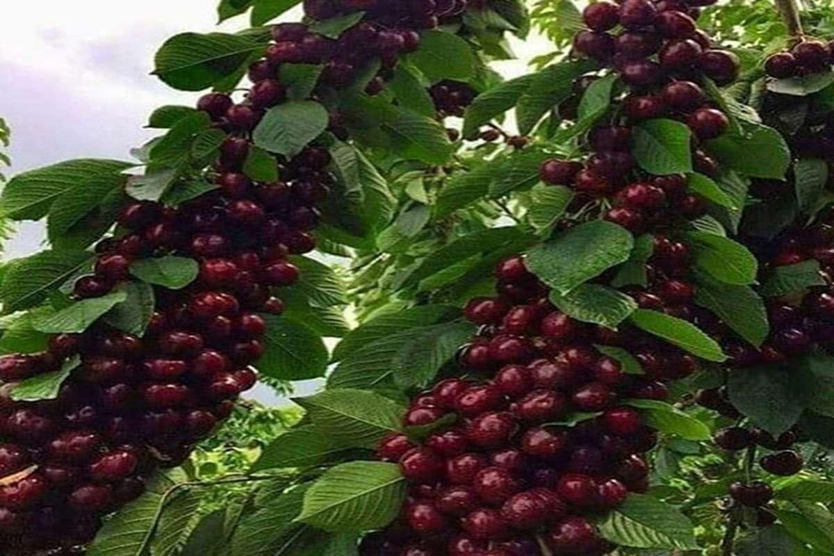 کاشت نهال گیلاس هارت