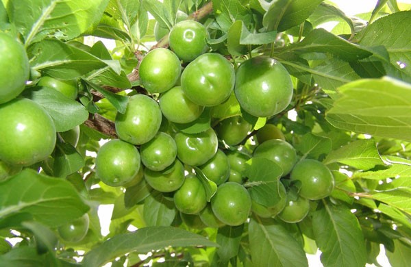 نهال گوجه سبز شهریار