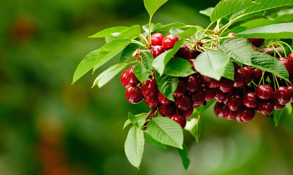 نهال گیلاس استلا