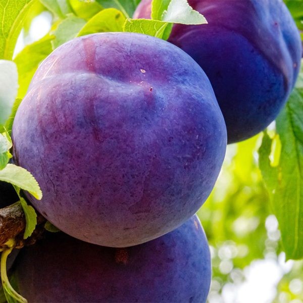 نهال آلو انجیری