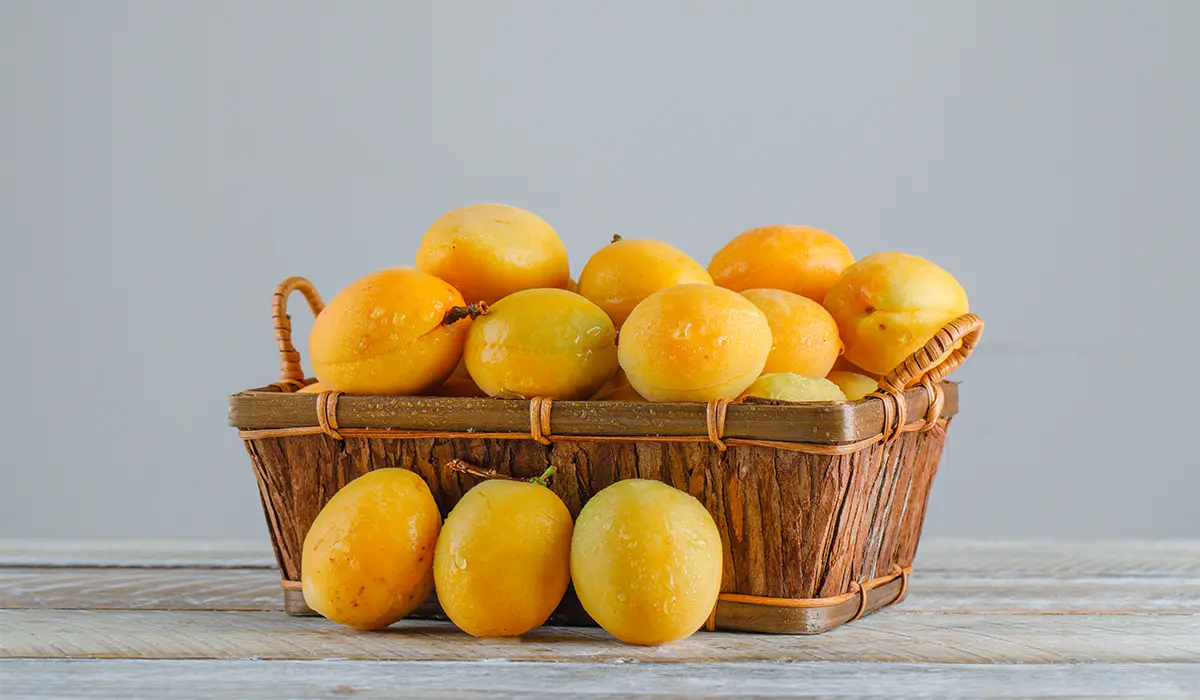 نهال زردآلو انبه ای
