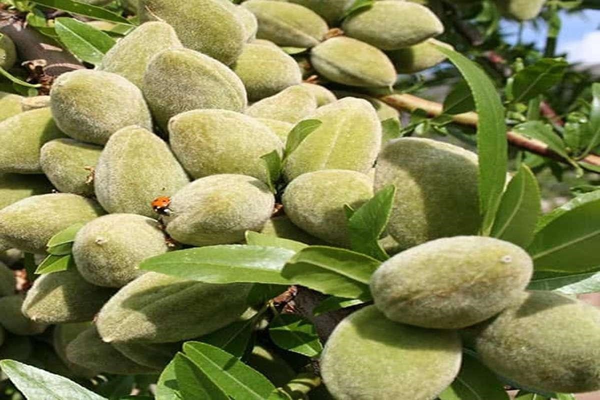 نهال بادام خوشه‌ای