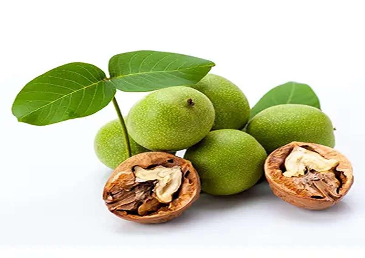  نهال گردو پیوندی پدرو