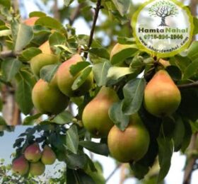 نهال گلابی نطنز