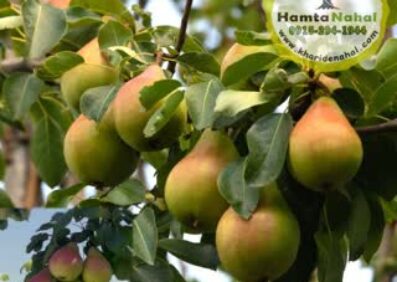 نهال گلابی نطنز