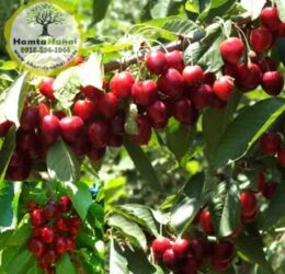 نهال گیلاس استلا