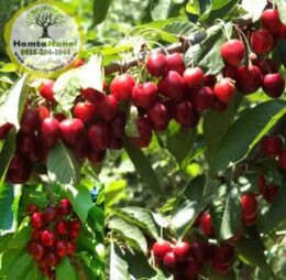 نهال گیلاس استلا
