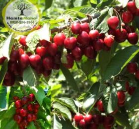 نهال گیلاس استلا