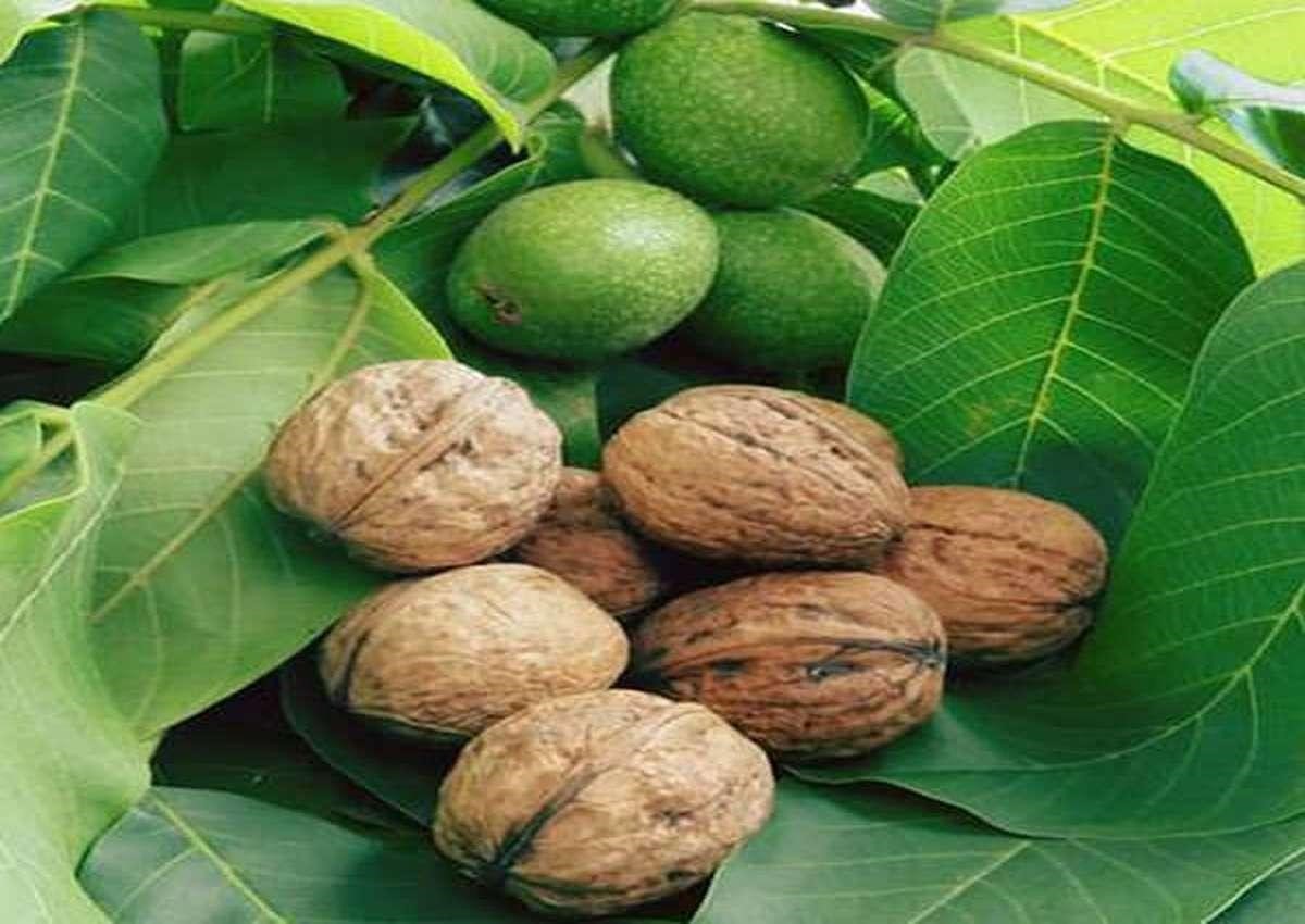 بازار فروش نهال گردو پیوندی پدرو
