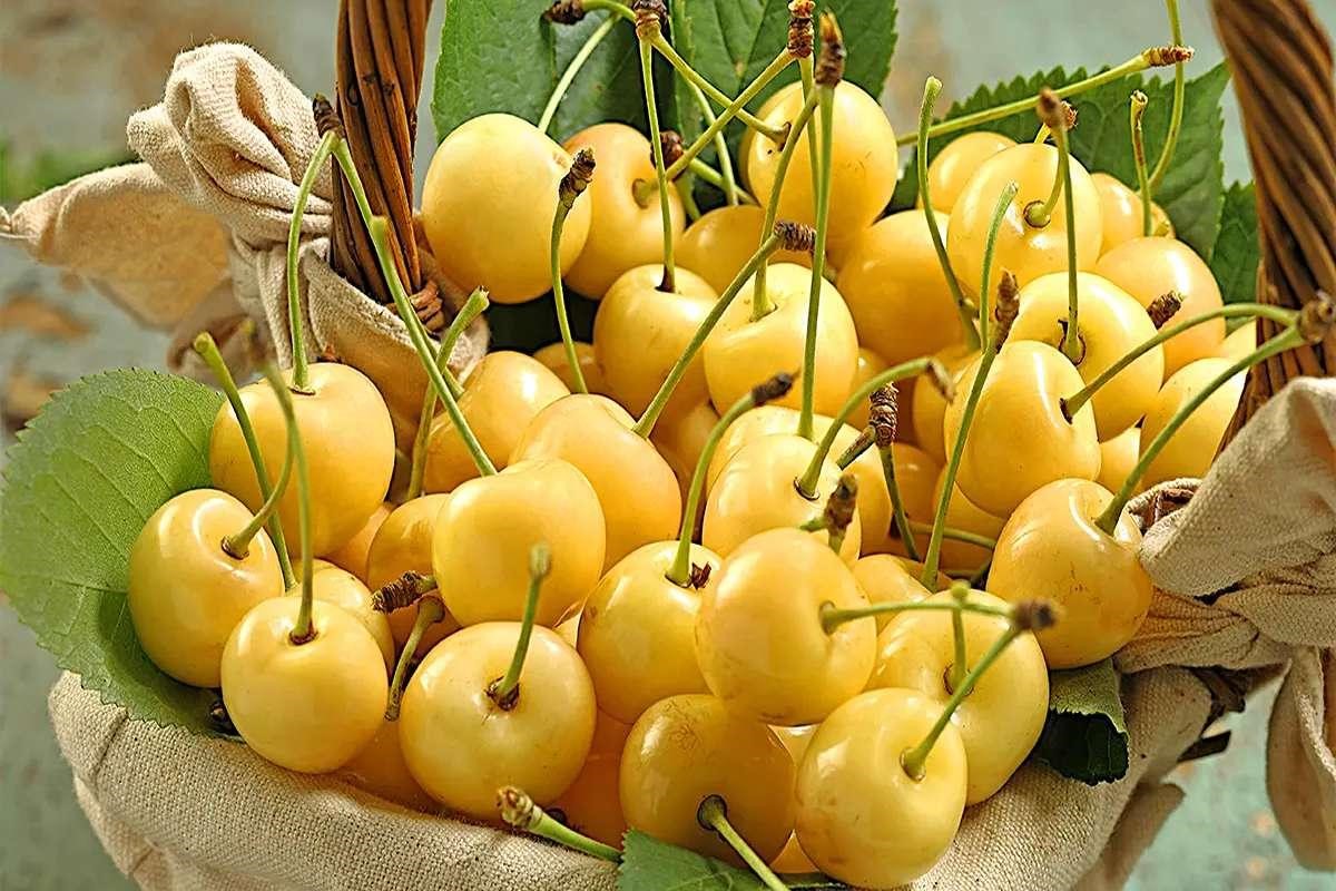 خرید نهال گیلاس زرد دانشکده