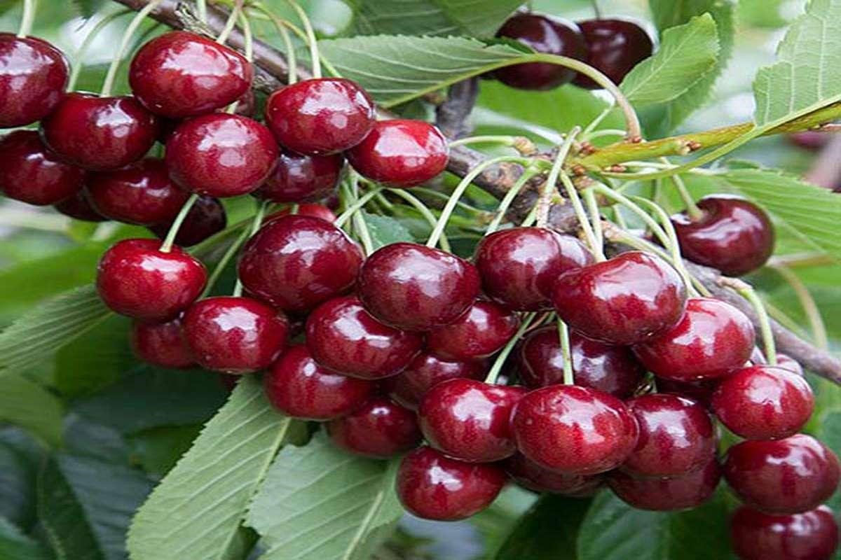  نهال گیلاس هارت