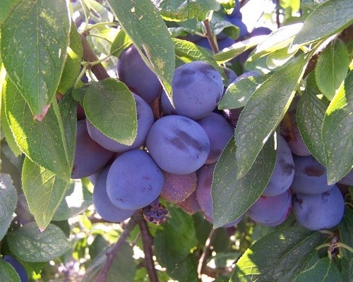 خریدنهال آلو حاج حسنی
