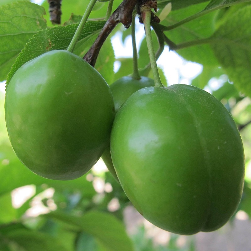 قیمت نهال گوجه سبز سردرودی