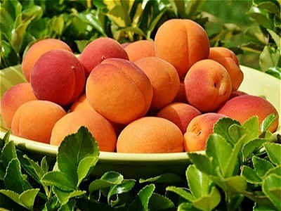 کاشت نهال زردآلو قیسی