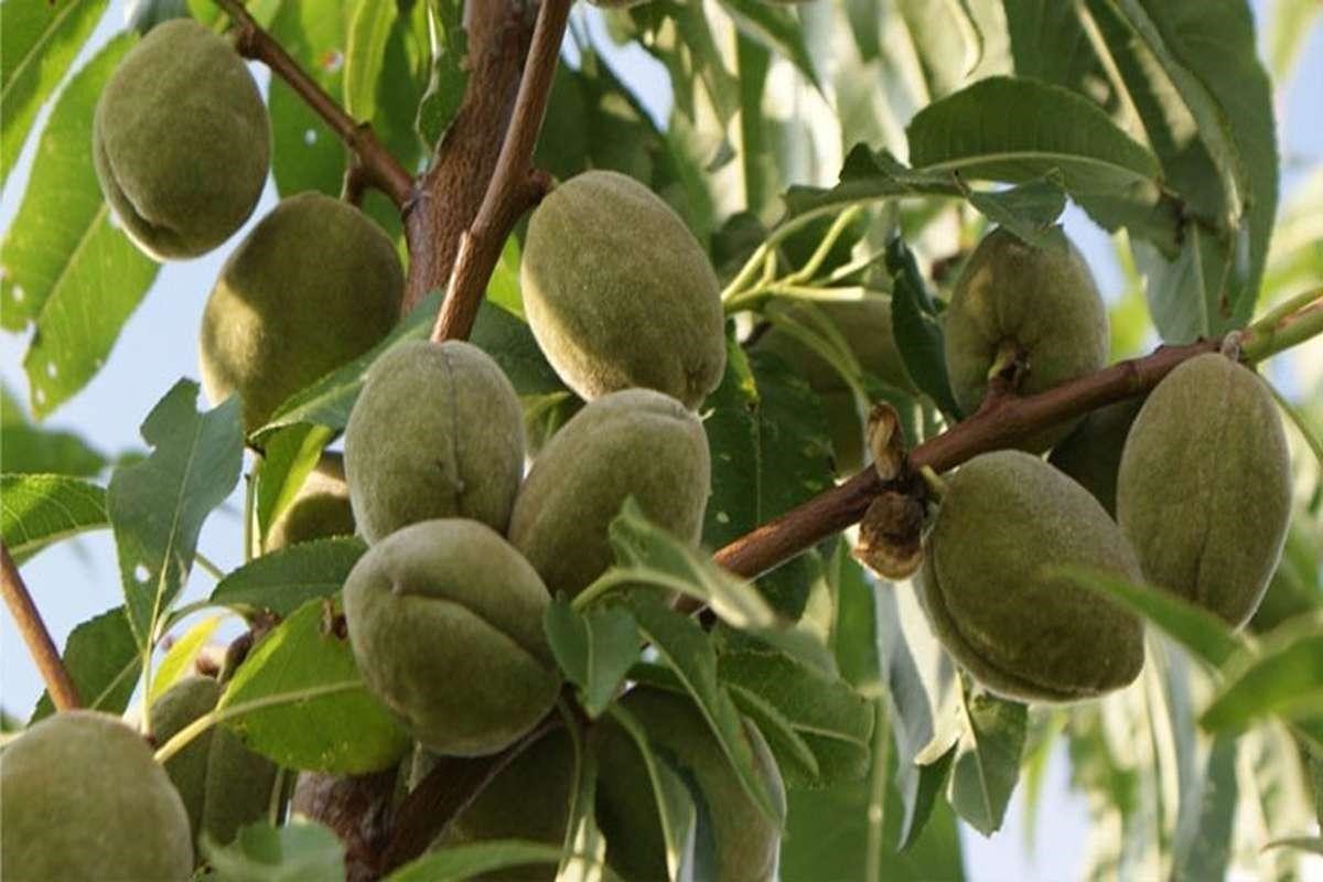 سود دهی نهال بادام خوشه‌ای