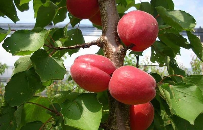 نهال زردآلو قرمز