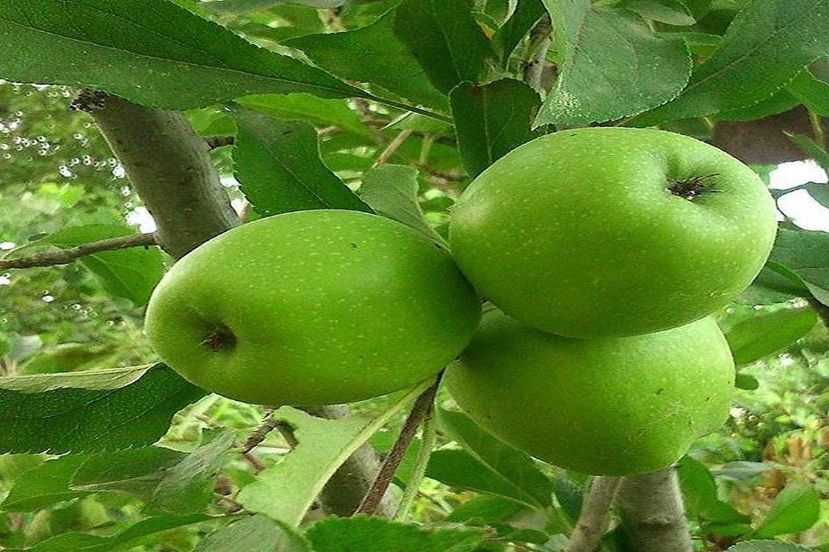 کاشت نهال سیب ردمریکال