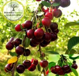 نهال آلبالو سیگانی