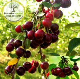 نهال آلبالو سیگانی