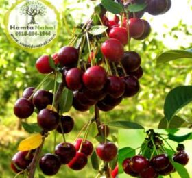 نهال آلبالو سیگانی