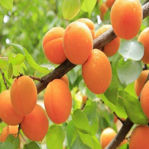 خاک مناسب نهال زردآلو انبه ای