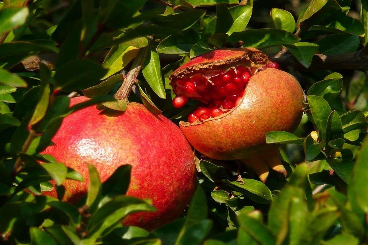 نهال انار ژله‌ای (بی‌دانه)