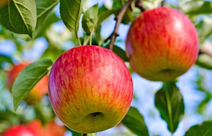 کاشت نھال سیب فوجی