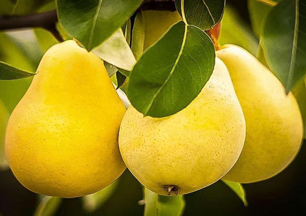  نهال گلابی نطنز