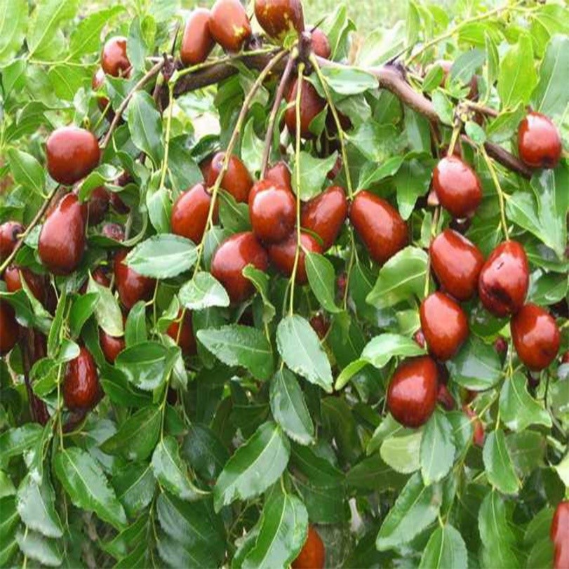 نهال عناب چینی واریته لی 