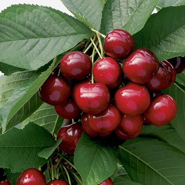 نهال گیلاس بینگ