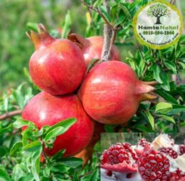 نهال انار ژله‌ای (بی‌دانه)