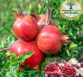 نهال انار ژله‌ای (بی‌دانه)