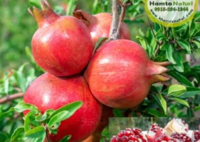 نهال انار ژله‌ای (بی‌دانه)