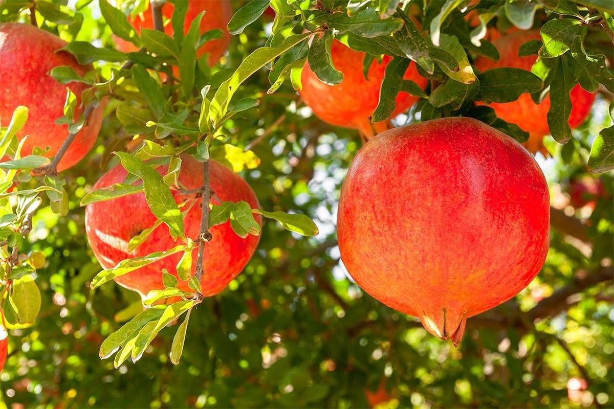 مزایا نهال انار ژله‌ای (بی‌دانه)