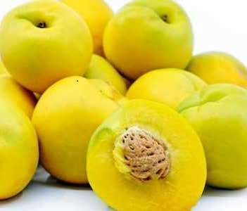 نھال شلیل زرد