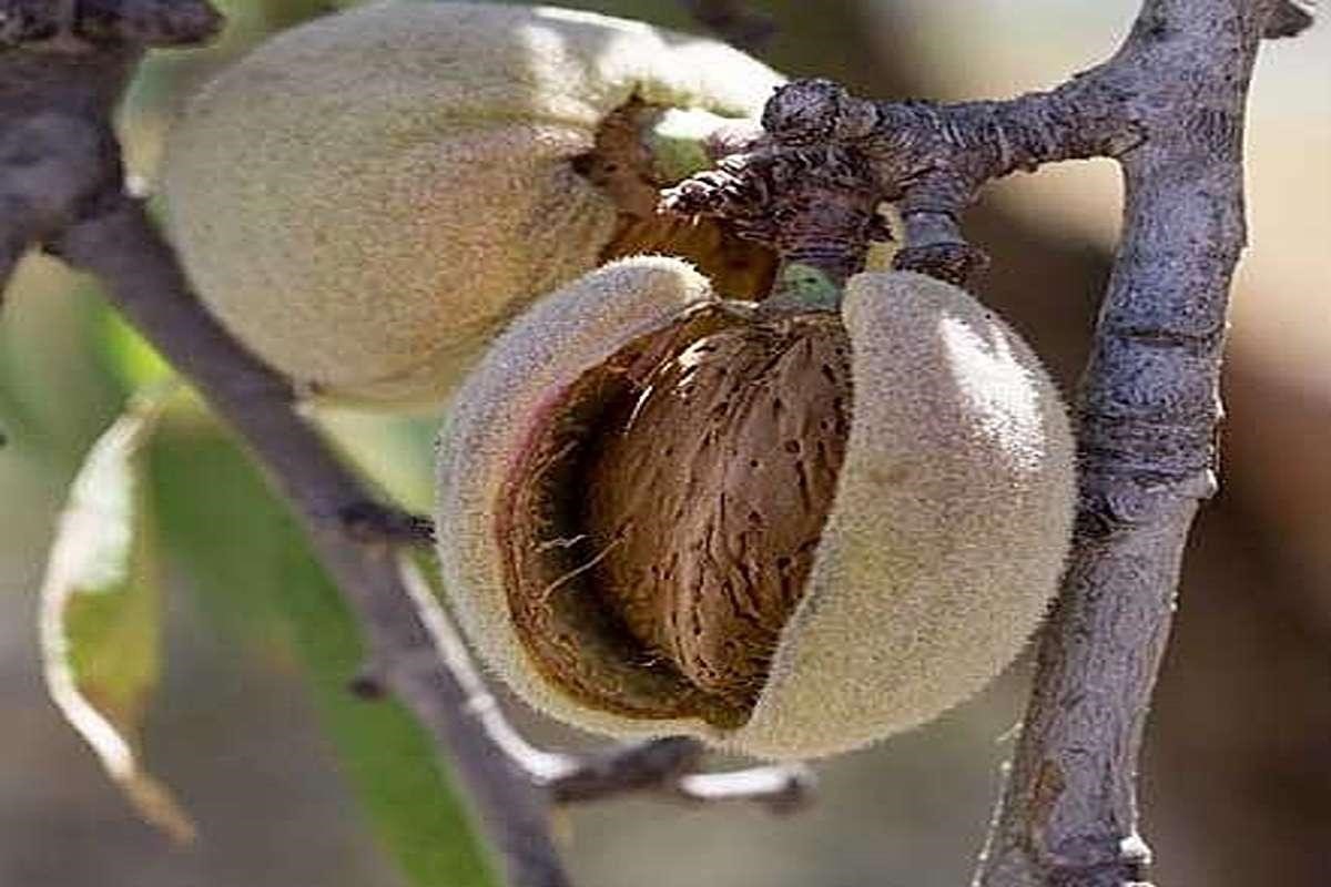 فروش نهال بادام سوپرنوا