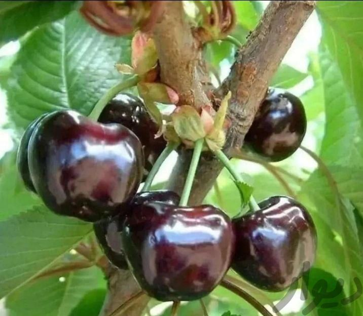 نھال گیلاس دلارکا