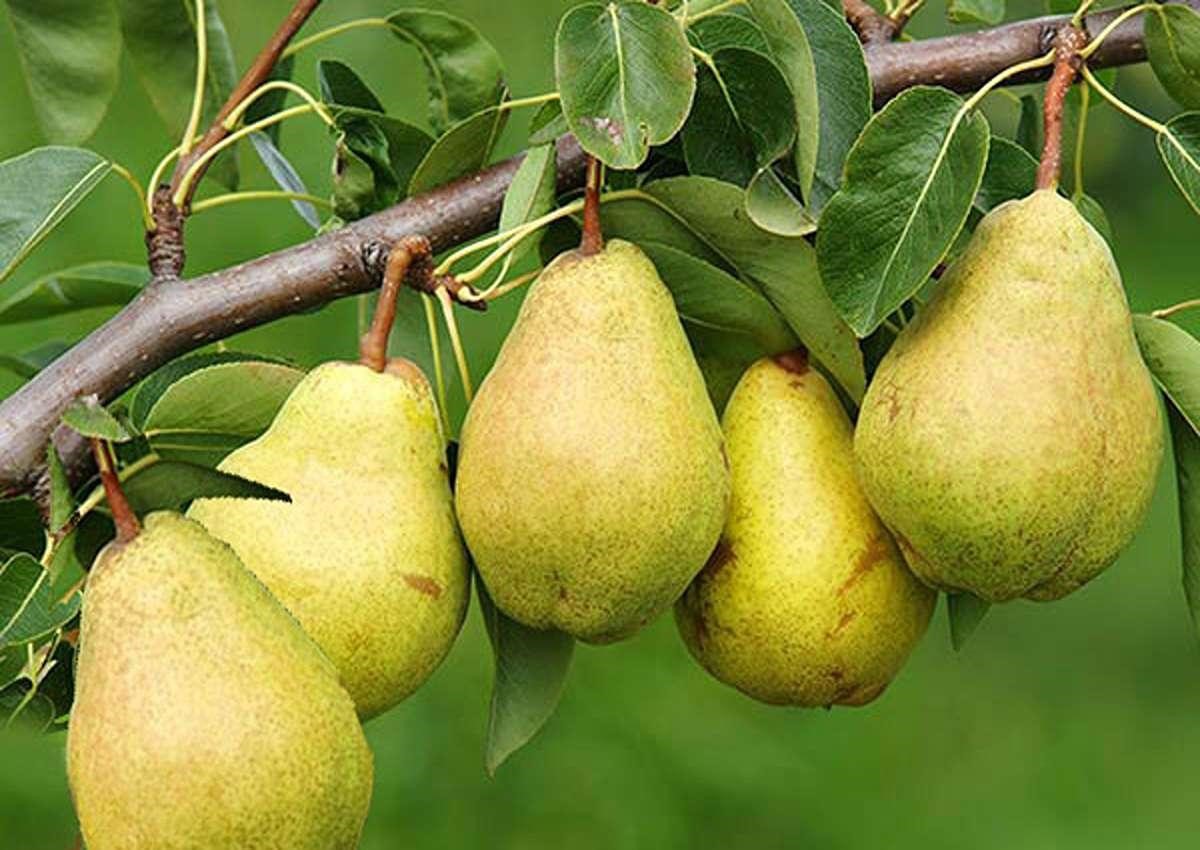  کاشت نهال گلابی نطنز