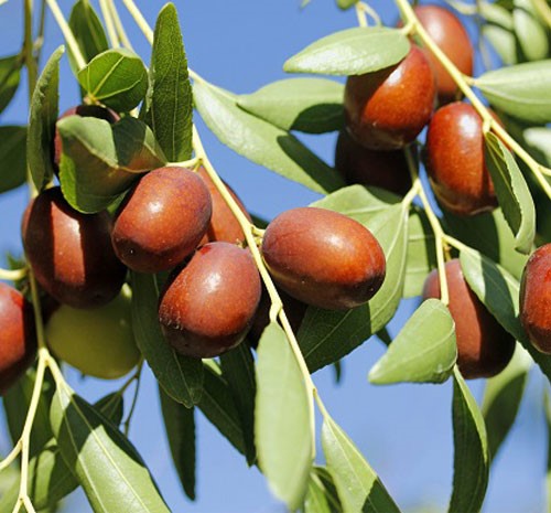 کاشت نهال عناب چینی واریته لی 