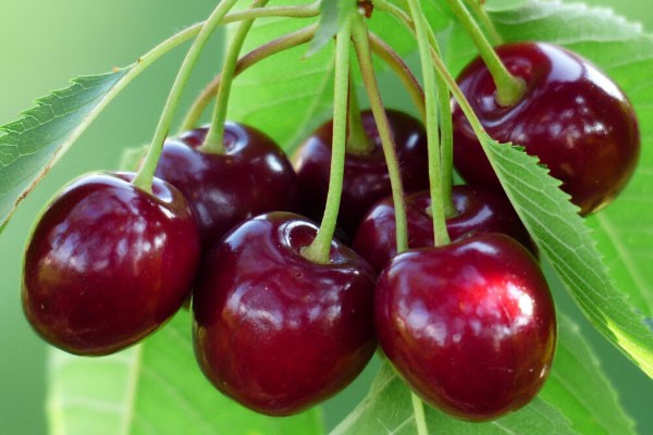 کاشت نهال گیلاس بینگ