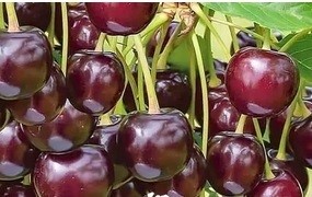 پرورش آلبالو بوترمو