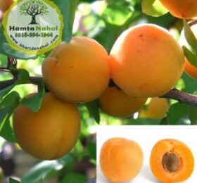 نهال زردآلو قیسی