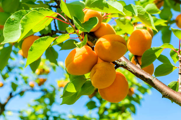 قیمت نھال شلیل زرد