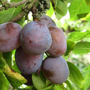 قیمت نهال آلو خاکی