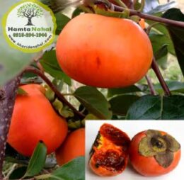 نهال خرمالو شکلاتی
