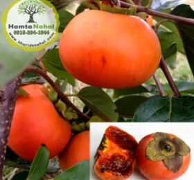 نهال خرمالو شکلاتی
